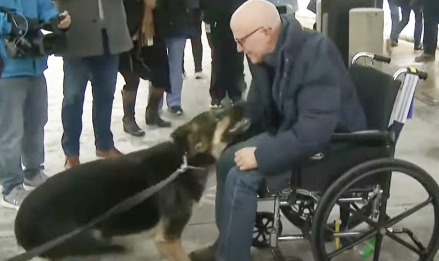 German Shepherd has emotional reunion with owner she kept alive during stroke