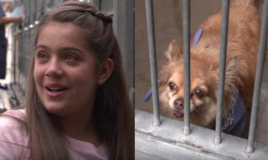 Girl Sees An Old, Forgotten Dog At The Shelter Then Walks Out To A Crowd Waiting For Her