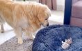 Golden Retriever Hilariously And Adorably Struggles With Kitten In His Bed