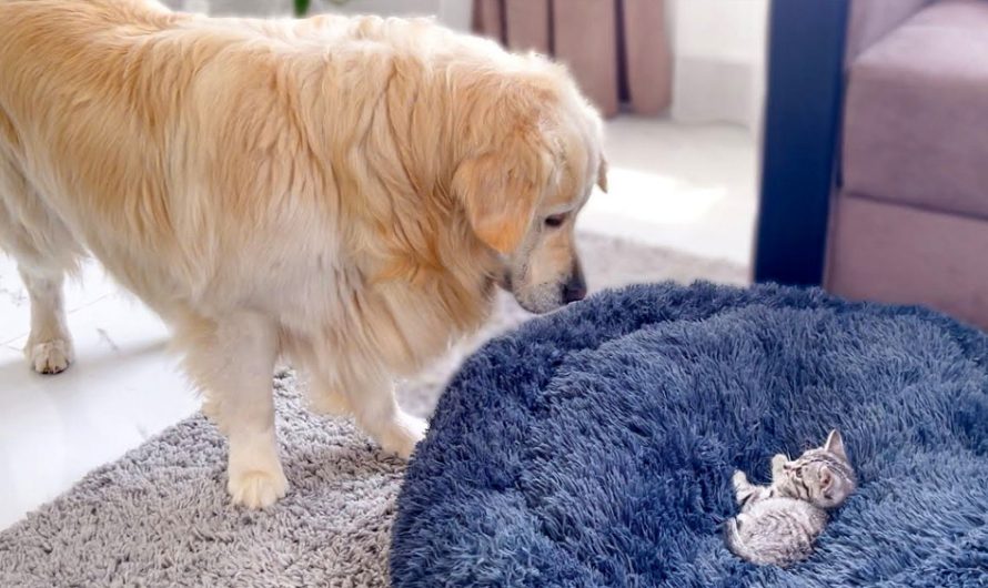 Golden Retriever Hilariously And Adorably Struggles With Kitten In His Bed