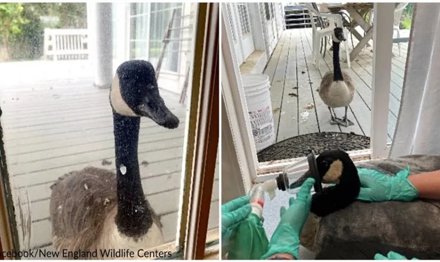 Goose Taps On Animal Hospital’s Door, Comes To Comfort Injured Friend