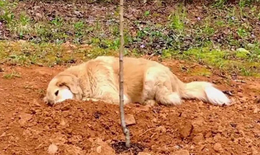 Grieving dog mourns loss of his animal friends by staying by their side after they pass