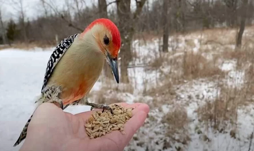 Hand Feeding a Red-Bellied Woodpecker in Slow Motion is Mesmerizing
