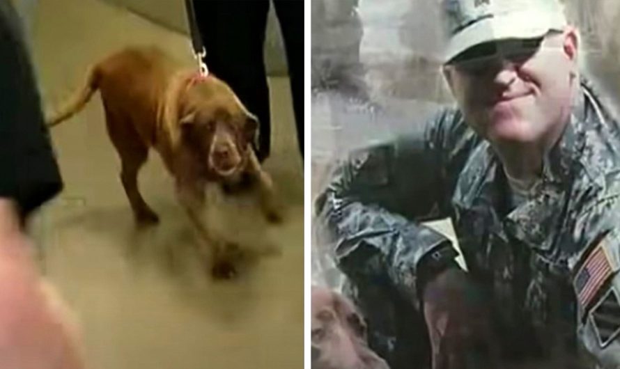 Heartbroken army vet forced to separate from K9 partner sees dog once again 2 years later