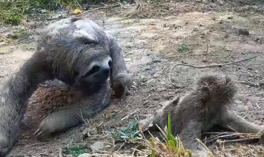 Heartbroken sloth mother is ‘overjoyed’ to reunite with missing baby.