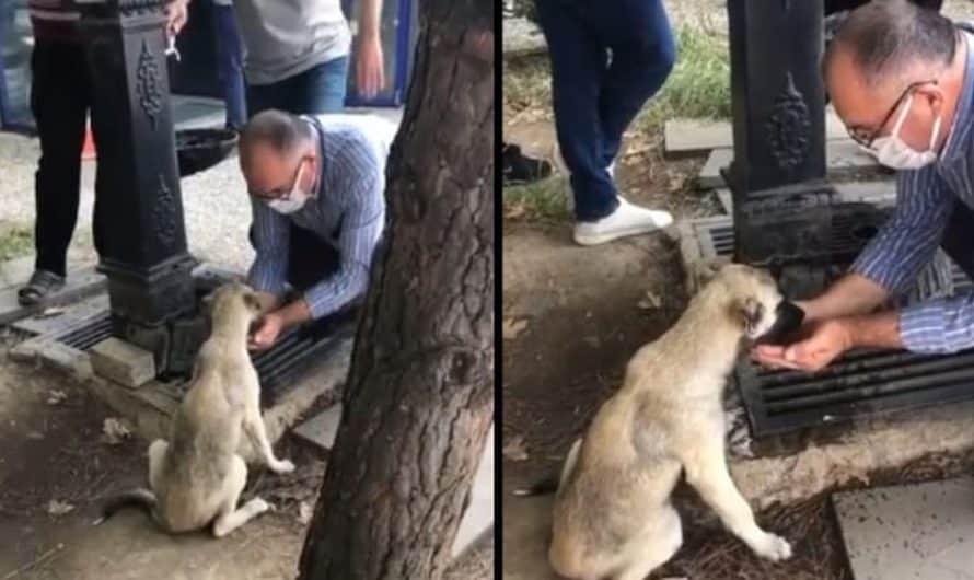 Heartwarming Video Shows Man Collecting Water In His Hands To Feed A Thirsty Street Dog