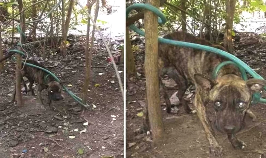 Helpless Dog Saved Just In Time After Being Found Tied to a Tree and Left to Die