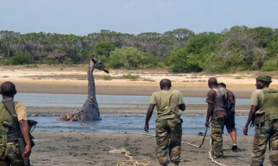 Huge Giraffe That Stuck Up His Neck In Mud Gets Finally Saved By Rescuers