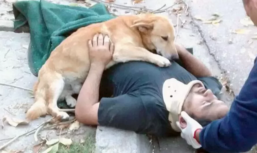 Dog Keeps Hugging His Human Dad Who Was Injured In A Fall