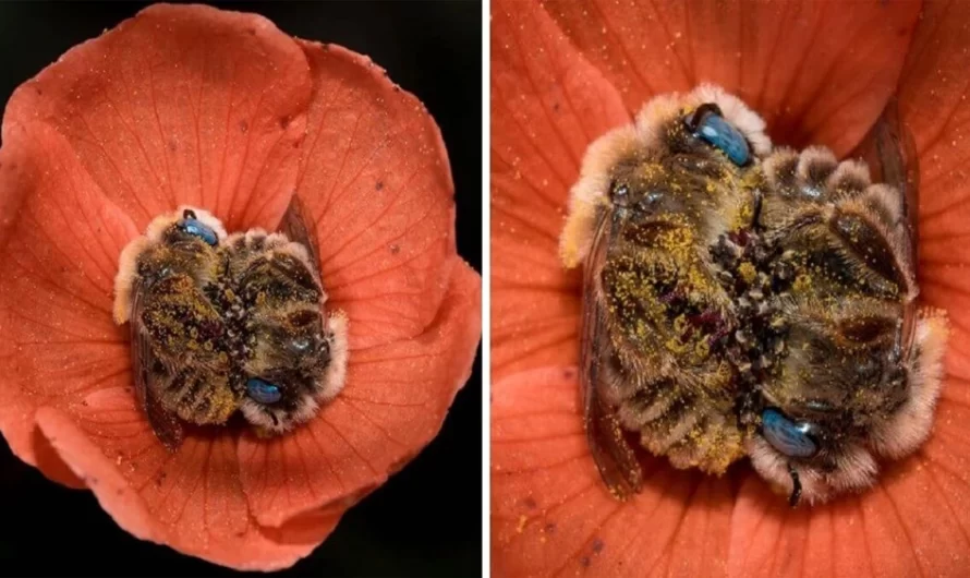 I Can not Believe That There’s A Types Of Bee That Sleeps In Flowers And It’s As Adorable As It Sounds