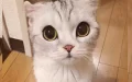 Meet Hana, A Japanese Cat With Incredibly Big Eyes Who Is Taking Instagram By Storm