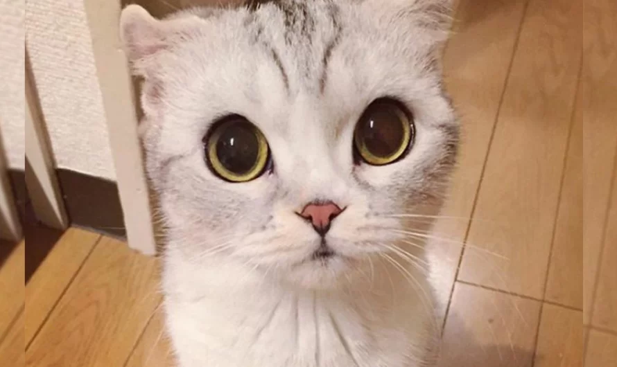 Meet Hana, A Japanese Cat With Incredibly Big Eyes Who Is Taking Instagram By Storm