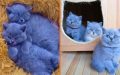 Meet The Beautifully Blue British Shorthair Cat The Teddy Bear Of The Cat World.