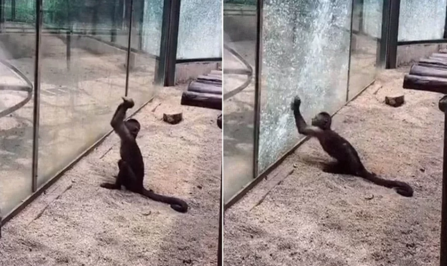 Monkey At China Zoo Grabs A Sharp Rock And Utilizes It To Break The Glass Enclosure