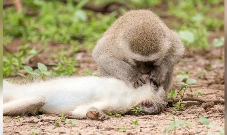 Monkey Captured While Giving Mouth-To-Mouth To His Collapsed Brother Like Human