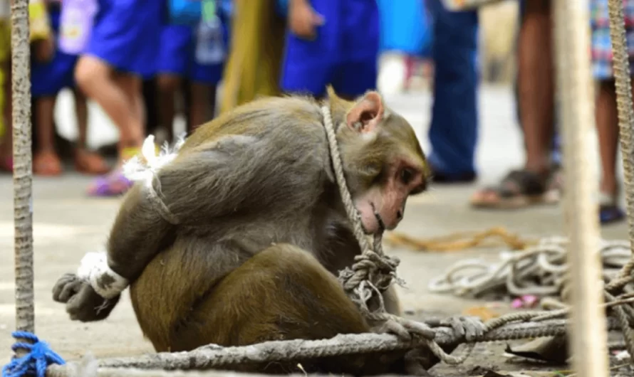 Monkey Grabs Fruits And Gets Bizarre Punishment – An Awful Crowd Collects To Cheer