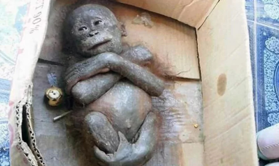 Newborn Ape Found Mummified Inside A Cardboard Box, Shows Incredible Transformation