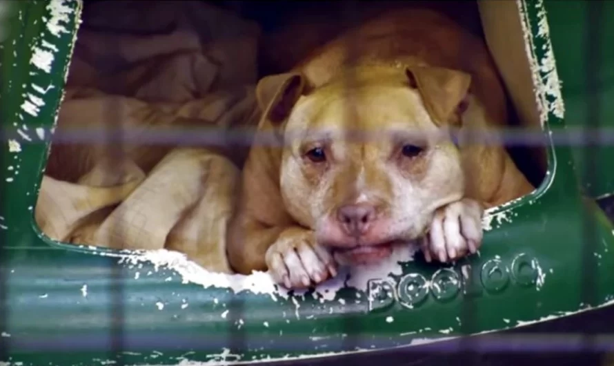 Old Dog That No One Wants, Laying In Kennel With Her Body Giving Out