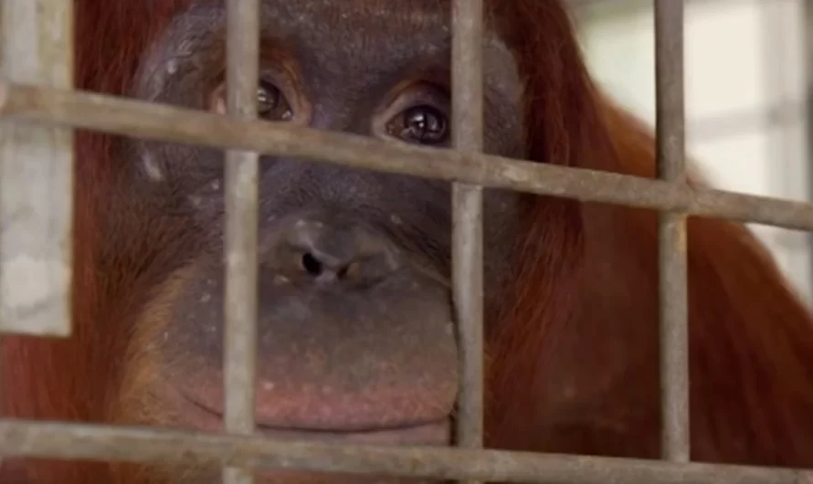 Orangutan Mother In Tears Reunited With Her Baby Who Was Taken From Her Hands