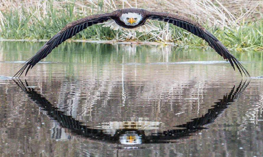Photographer Catches Spectacular Image Of Bald Eagle with Symmetrical Reflection