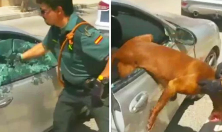 Police smash the window of the vehicle to rescue dog from overheated car