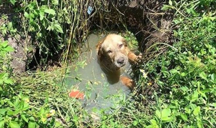 Policeman Helps Save a Puppy from Sinking, then Chooses to Become His Father