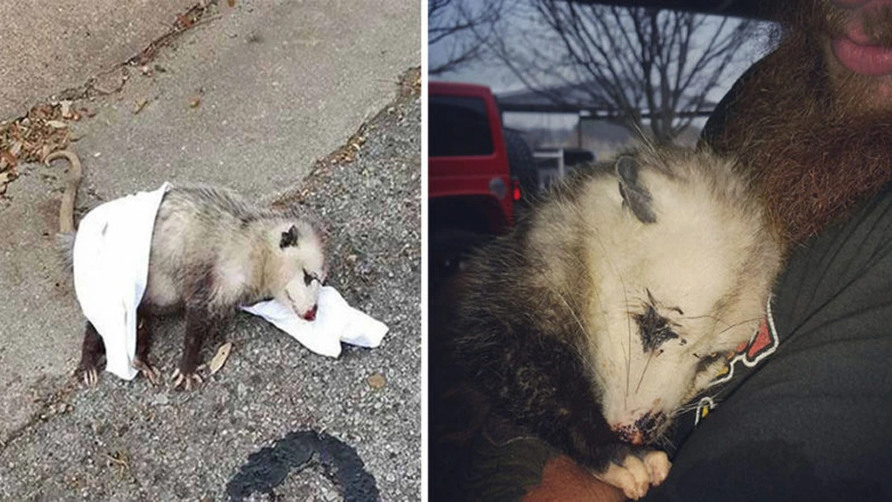 Pregnant opossum cuddles up to the people who saved her babies lives