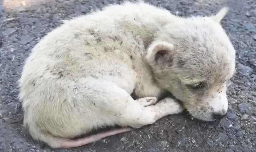 Puppy In Near Death Situation In The Middle Of The Street Is Rescued And Happy