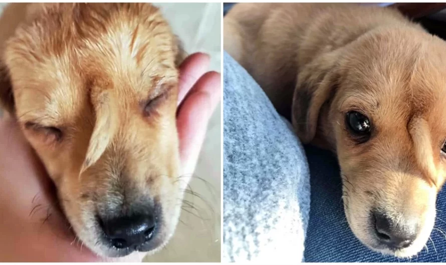 Puppy With Tail Growing From His Face Is One of a Kind