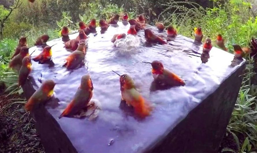 Rare Moment 30 Hummingbirds Collect In A Bird Bath For A Pool Party
