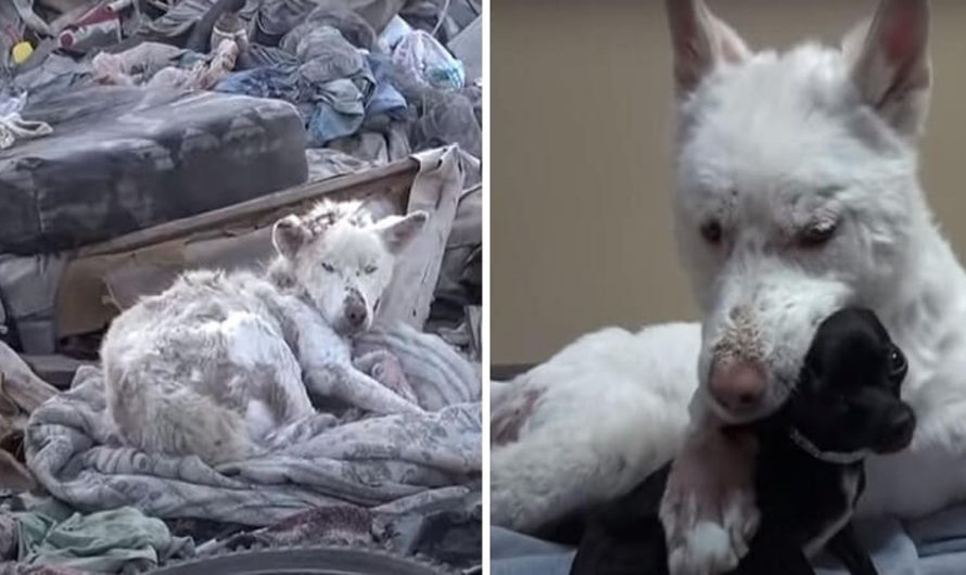 Rescue Homeless Dog Who Lives In A Trash Pile Now Has A Loving Home