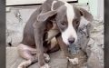 Rescuer locates ‘broken’ pittie puppy and jumps to help her