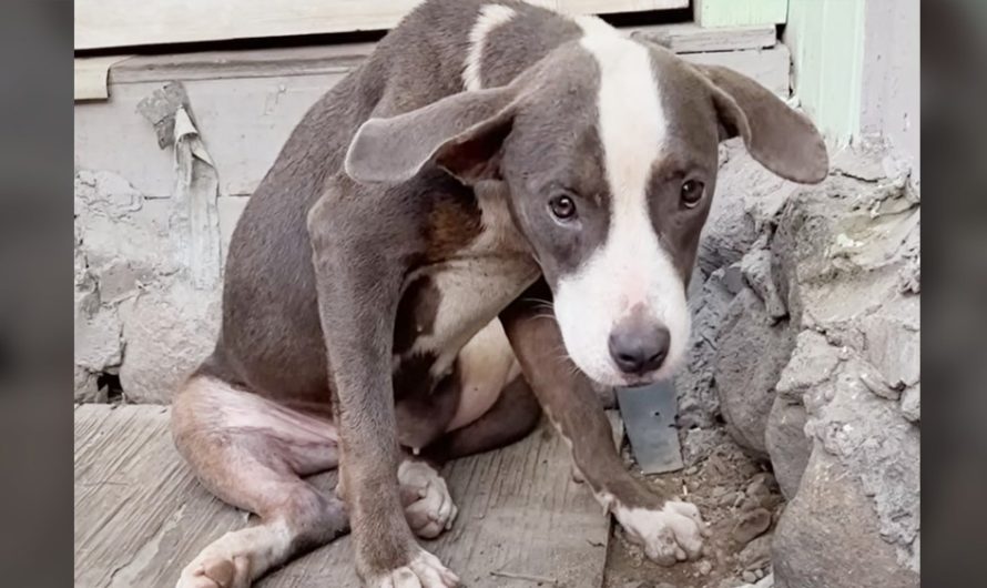 Rescuer locates ‘broken’ pittie puppy and jumps to help her