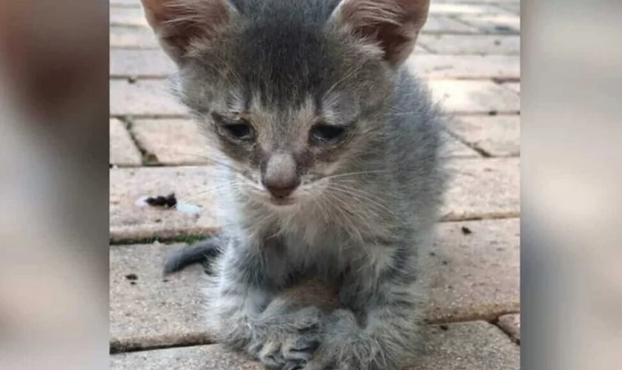 Sad Kitty With Special Paws Walks Up To Woman And Begs Her To Take Him Home