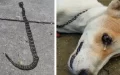 Brave Dog Dies While Saving His Owners From Deadly Snake