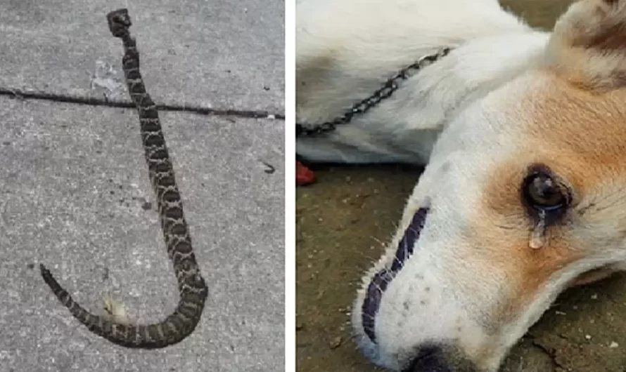 Brave Dog Dies While Saving His Owners From Deadly Snake