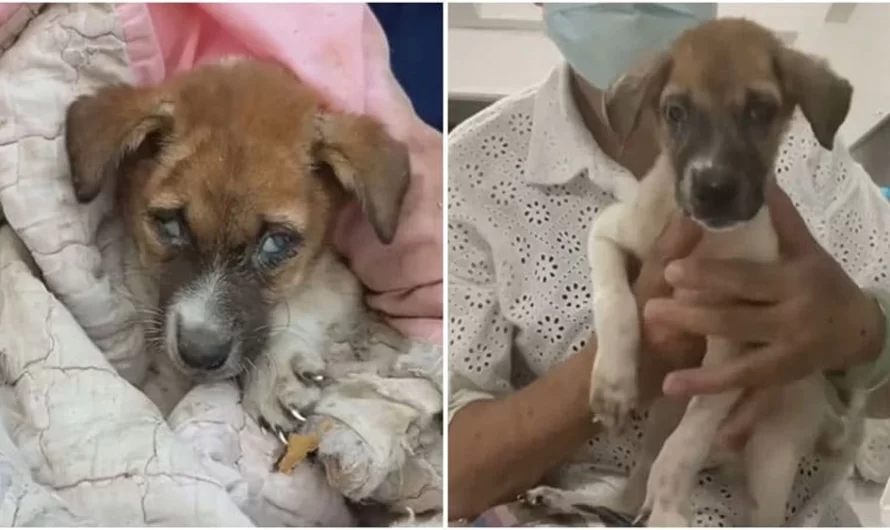 Sick Puppy Found Abandoned In Landfill Gets Rescued And Given Second Chance At Life