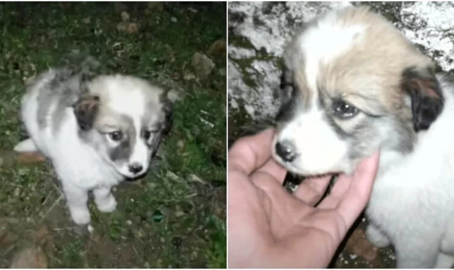 Small Lost Puppy Was Rescued At Night And Provided A New Family