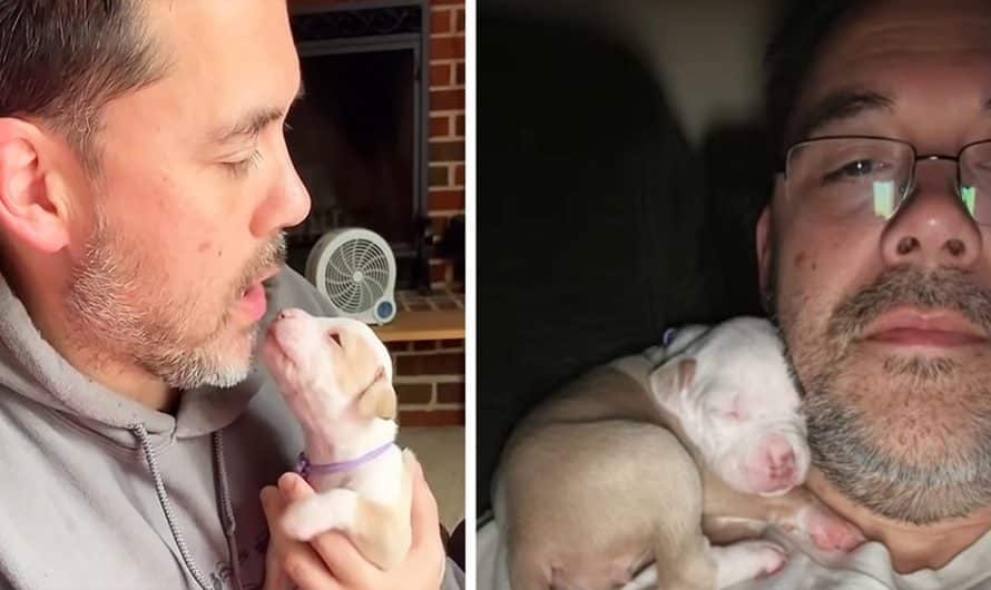 Smallest pittie puppy melts hearts cuddling up to father