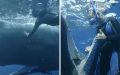 Sperm whale swims up to diver and ‘asks’ to be freed from fishing hook