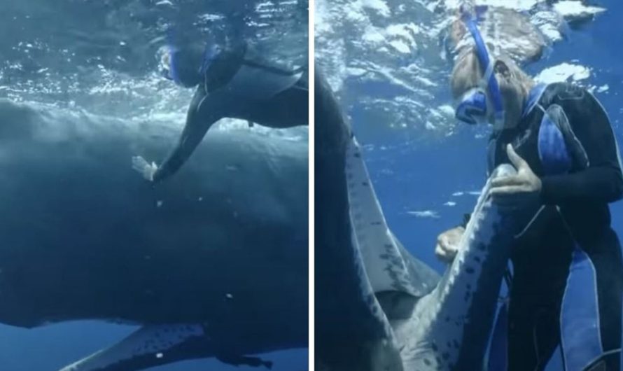 Sperm whale swims up to diver and ‘asks’ to be freed from fishing hook