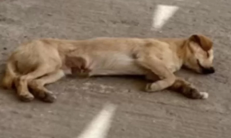 Stray Dog Refuses To Leave Airbnb Till He’s Adopted