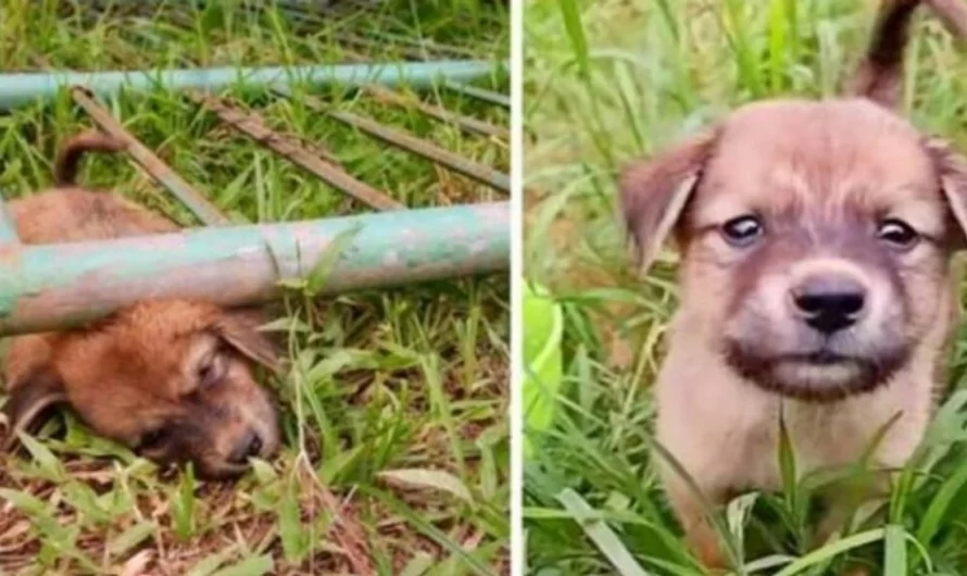 Stray Puppy Got Stuck Under A Gate Screaming In Pain, Until He Passed Out