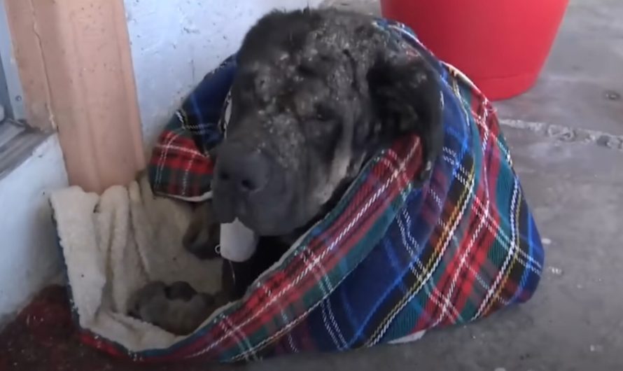 Stray dog that collapsed on lady’s porch slowly transforms into gorgeous puppy