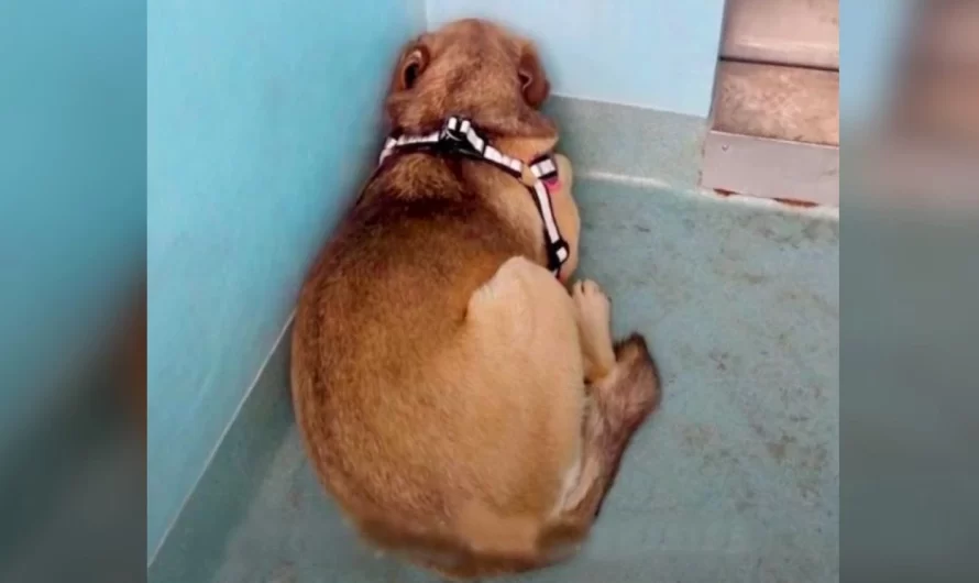 Terrified rescue dog hides in the corner dealing with the wall till her soulmate comes along