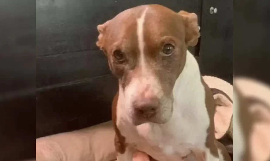 The Most Heartwarming Surprise Goes To The Dog Who “Almost Died From Broken Heart”