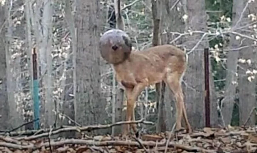 The man saw something strange in the forest, and it turned out to be a deer in trouble