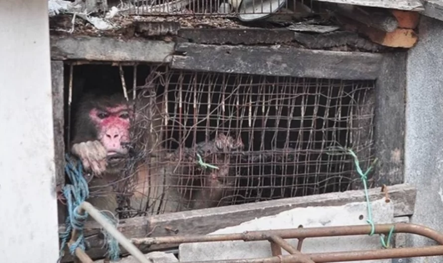 This Forgotten Monkey Was Trapped Between 2 Buildings For 25 YEARS