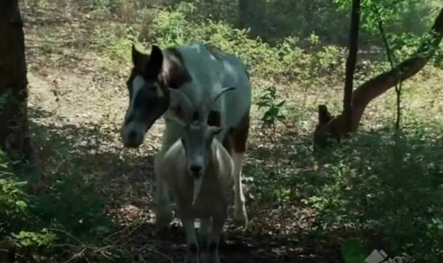 This Goat Becomes The Eyes Of His Blind Horse Buddy