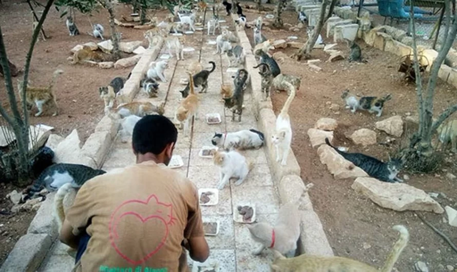 This Hero Man Feeds 100 Abandoned Cats